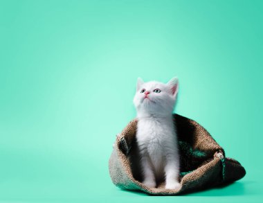 Açık yeşil arka planda beyaz kedi yavrusu