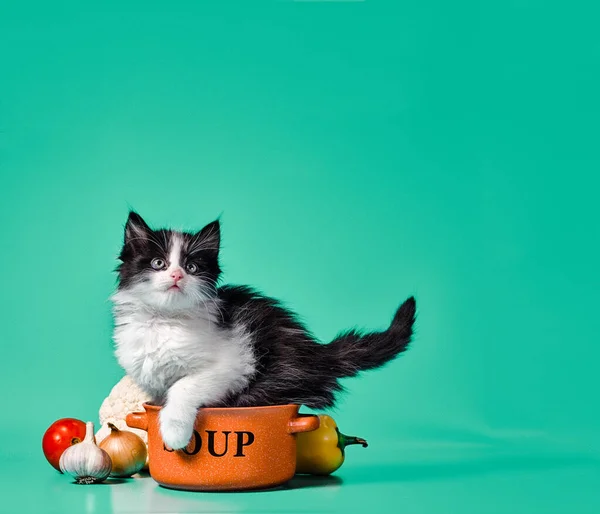 在橙色的碗和蔬菜旁边煮黑白色绒毛的小猫 — 图库照片