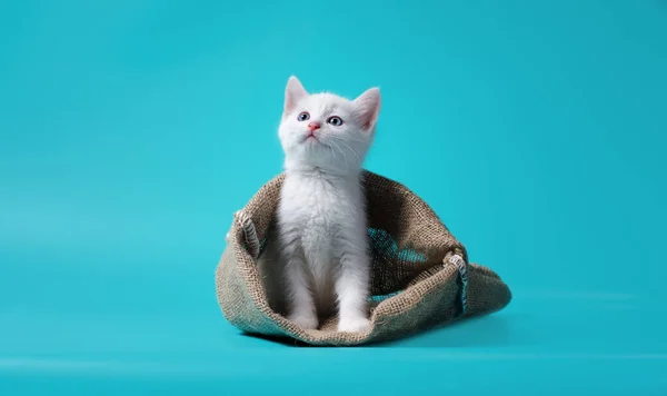 Белый котёнок в мешке на бирюзовом фоне — стоковое фото