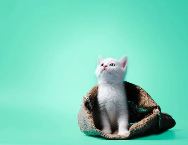 浅绿色背景的袋装白猫 — 图库照片