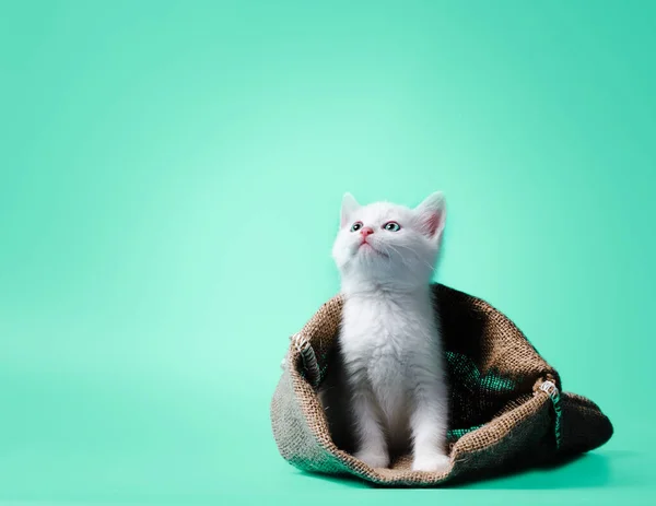 Chaton blanc dans un sac sur fond vert clair — Photo