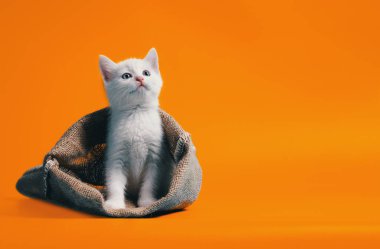 white kitten in a sack on orange background clipart