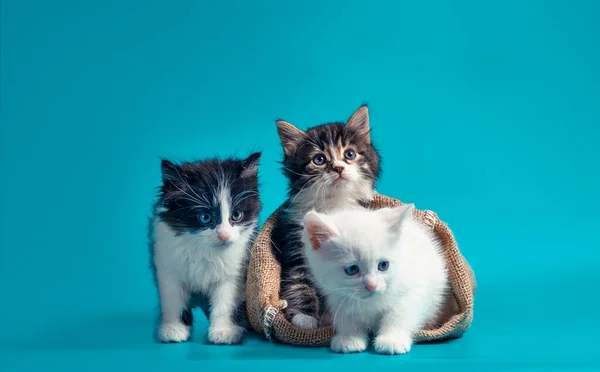 Due gattini a sacco e uno accanto alla borsa su sfondo turchese — Foto Stock