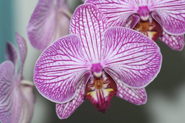 Orkide çiçek