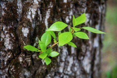 Genç yeşil dallar ağaçta