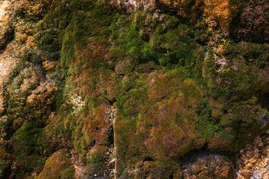 Yeşil yosun kaplı kaya