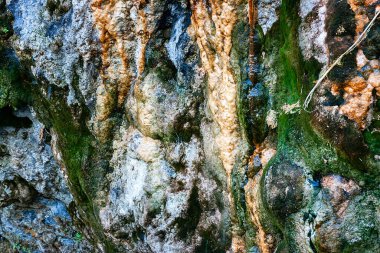 Yeşil yosun kaplı kaya