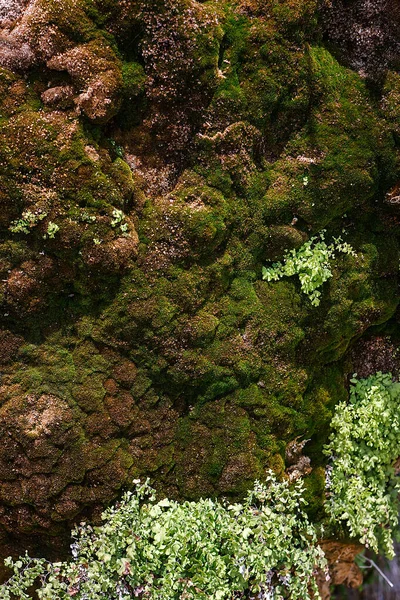 Βράχος Καλυμμένος Πράσινα Βρύα — Φωτογραφία Αρχείου