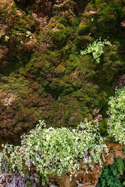 Βράχος Καλυμμένος Πράσινα Βρύα — Φωτογραφία Αρχείου