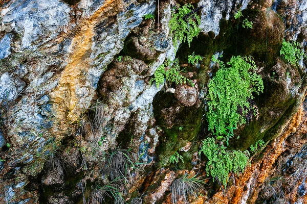 Rocha Coberta Com Musgo Verde — Fotografia de Stock