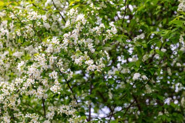 İlkbaharda güzel tutumlu elma ağacı. Yumuşak odak