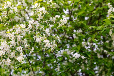 İlkbaharda güzel tutumlu elma ağacı. Yumuşak odak