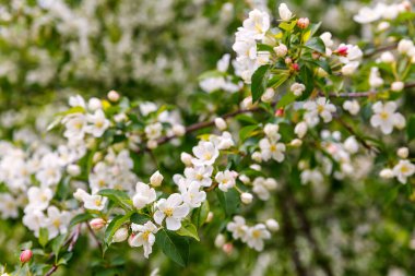İlkbaharda güzel tutumlu elma ağacı. Yumuşak odak