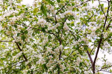 İlkbaharda güzel tutumlu elma ağacı. Yumuşak odak