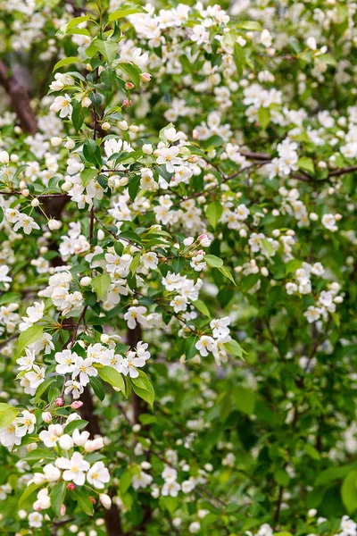 Prachtige Spaarzame Appelboom Het Voorjaar Zachte Focus — Stockfoto