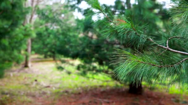 Branche Verte Cèdre Dans Bosquet Oscille Avec Une Brise Légère — Video