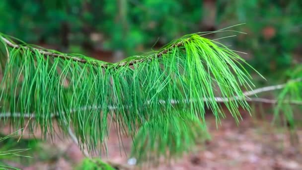 Green Branch Cedar Sways Light Breeze — Stock Video