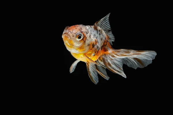 Tricolor peixe dourado isolado no fundo — Fotografia de Stock