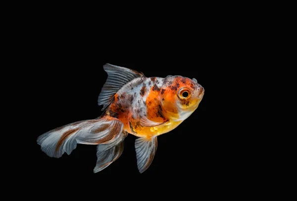 Tricolor peixe dourado isolado no fundo — Fotografia de Stock