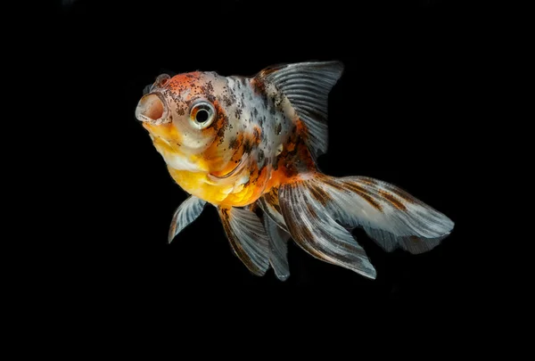 Tricolor peixe dourado isolado no fundo — Fotografia de Stock