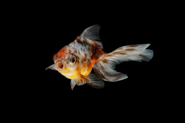 Ikan emas tricolor terisolasi di latar belakang — Stok Foto