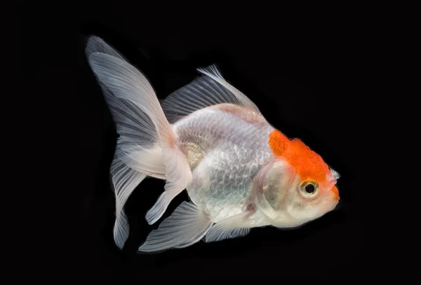 Rote Mütze oranda goldfisch isoliert auf schwarz — Stockfoto