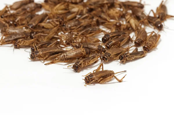 Deep fried crickets ,alternative sort of protein from insects — Stock Photo, Image