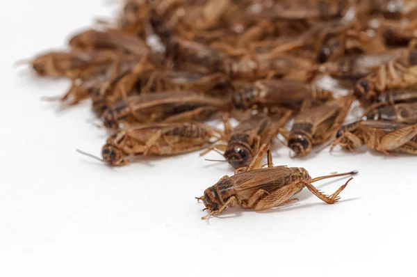 Deep fried crickets ,alternative sort of protein from insects — Stock Photo, Image