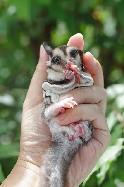 Closeup of sugar glider in woman's hand — Stock Photo, Image