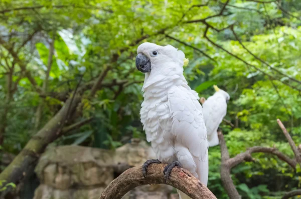 Bianco Cockatoo, Sulphur crested Cockatoo (Cacatua galerita), sta — Foto Stock