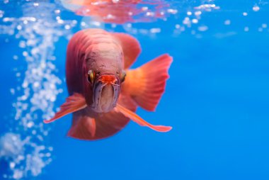 Asian arowana red fish,dragon fish clipart
