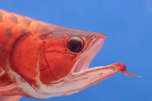 Primo piano asiatico arowana pesce rosso, pesce drago — Foto Stock