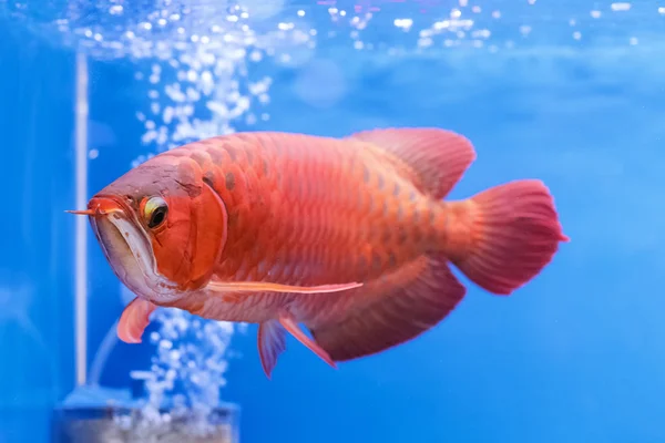 Asiatico arowana pesce rosso, drago pesce — Foto Stock