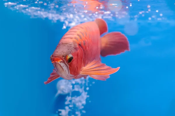 Asiatico arowana pesce rosso, drago pesce — Foto Stock