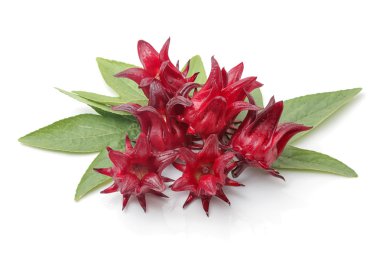 hibiscus sabdariffa veya roselle meyve üzerinde beyaz backgrou izole