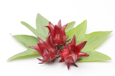 hibiscus sabdariffa veya roselle meyve üzerinde beyaz backgrou izole