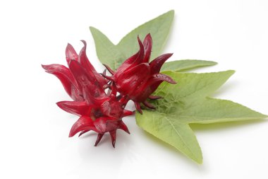 hibiscus sabdariffa veya roselle meyve üzerinde beyaz backgrou izole