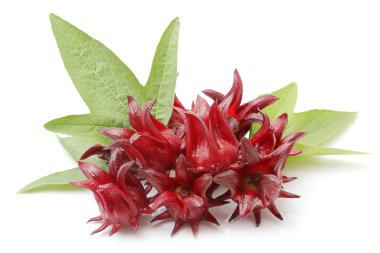 hibiscus sabdariffa veya roselle meyve üzerinde beyaz backgrou izole