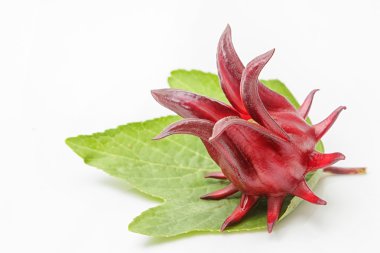 Beyaz arka plan üzerinde izole roselle meyve.