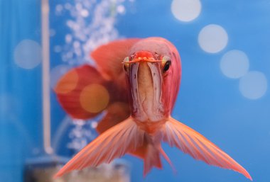 Asya arowana kırmızı balık, ejderha balık