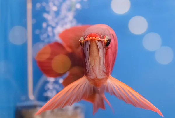 Asiatischer arowana roter Fisch, Drachenfisch — Stockfoto