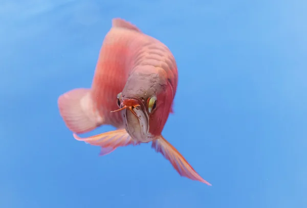 Asiatico arowana pesce rosso, drago pesce — Foto Stock