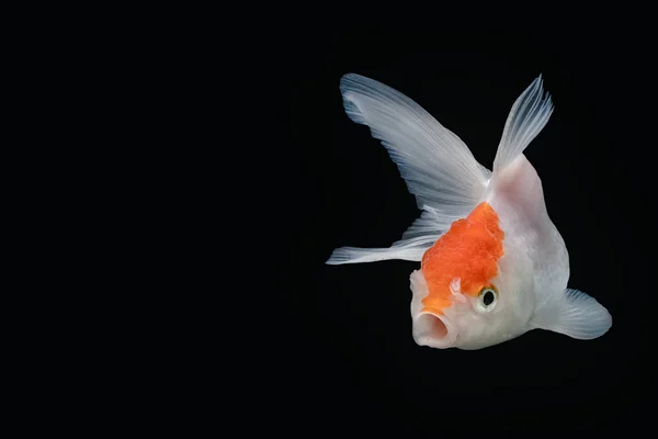 Peixe dourado. Isolamento em fundo preto — Fotografia de Stock