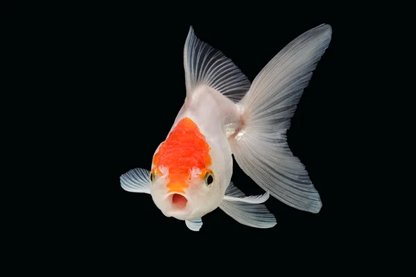 Peixe dourado. Isolamento em fundo preto — Fotografia de Stock