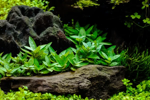 Aquarium achtergrond, kleurrijke onderwater planten — Stockfoto