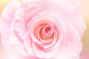 Tatlı renk gül arka plan için yumuşak bulanıklık'den oluşan bulanık 