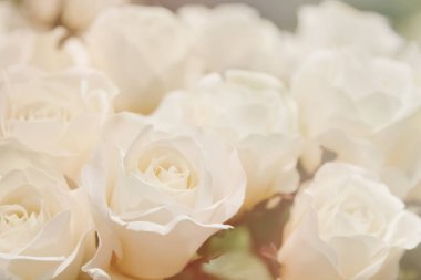 beyaz gül, yumuşak ve bulanıklaştırma filtresi arka planı için.