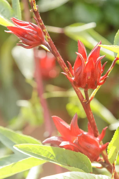 Roselle alimentation saine médecine alternative boissons — Photo