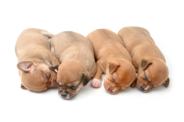 Durmiendo chihuahua cachorros sobre fondo blanco — Foto de Stock