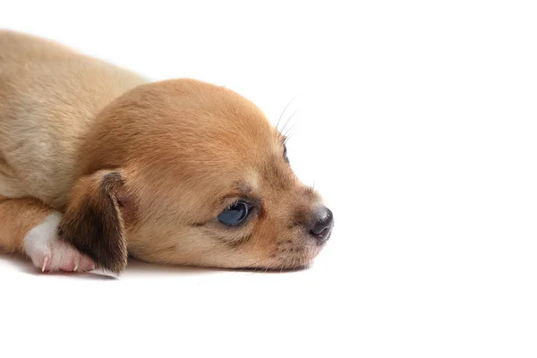 Schlafende Chihuahua-Welpen auf weißem Hintergrund — Stockfoto